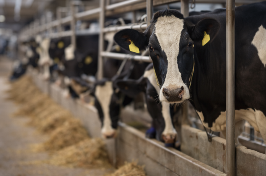 Vacas leiteiras no estábulo